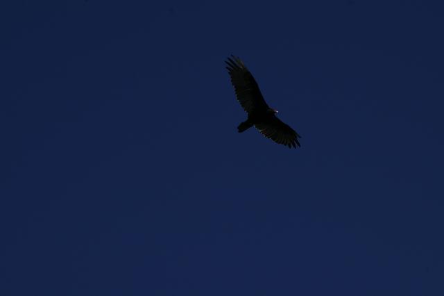 _IGP3946