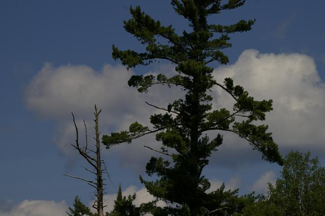 _IGP4096