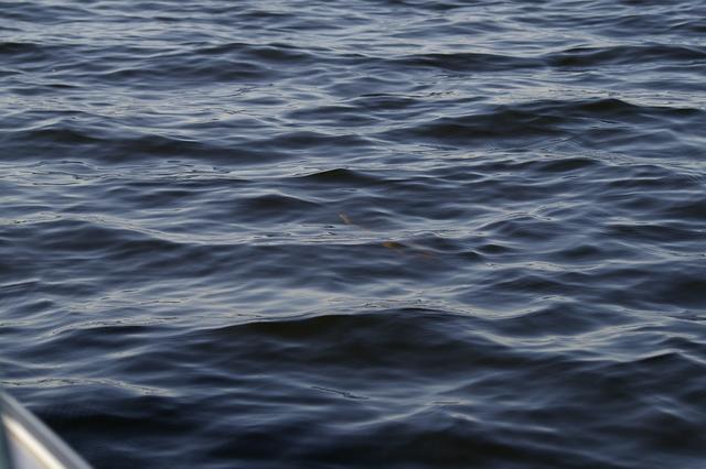 _IGP4411